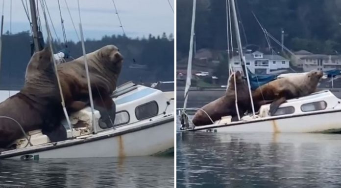 Two enormous sea lions steal a boat and take it for a joyride