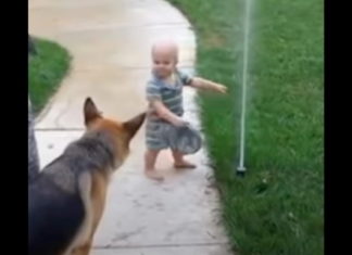 Toddler helps German Shepherd overcome fear of sprinkler
