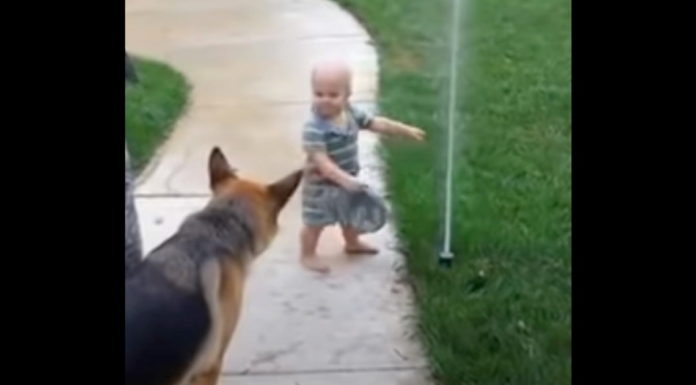 Toddler helps German Shepherd overcome fear of sprinkler