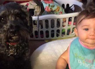 Family dog gives his own life to shield baby trapped inside a burning home