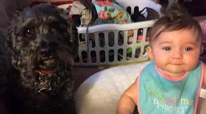 Family dog gives his own life to shield baby trapped inside a burning home