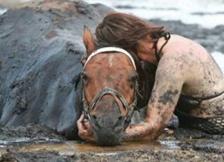 Horse weighting 900 lb gets stuck in mud – Owner clings to him for three hours