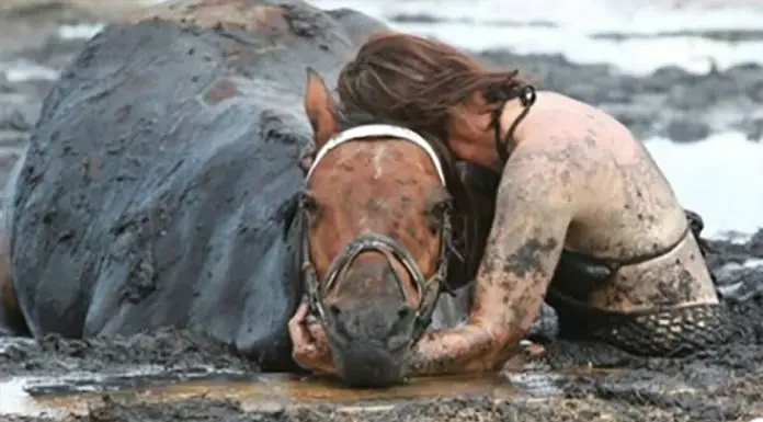 Horse weighting 900 lb gets stuck in mud – Owner clings to him for three hours
