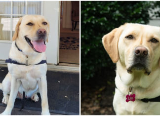 Funeral home hires Labrador Retriever as “Bereavement Care Dog” to help families cope with their grief