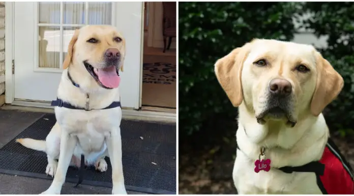 Funeral home hires Labrador Retriever as “Bereavement Care Dog” to help families cope with their grief