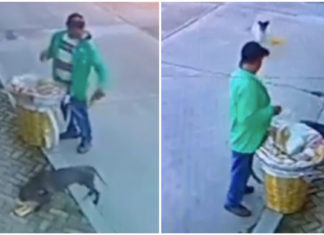 Street vendor has no idea he’s been filmed while feeding the strays