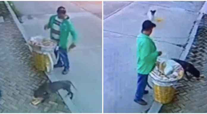 Street vendor has no idea he’s been filmed while feeding the strays