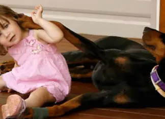 Newly rescued Doberman grabs 1-year-old girl by the diaper and tosses her over his shoulder – Parents realize he’s saving her life