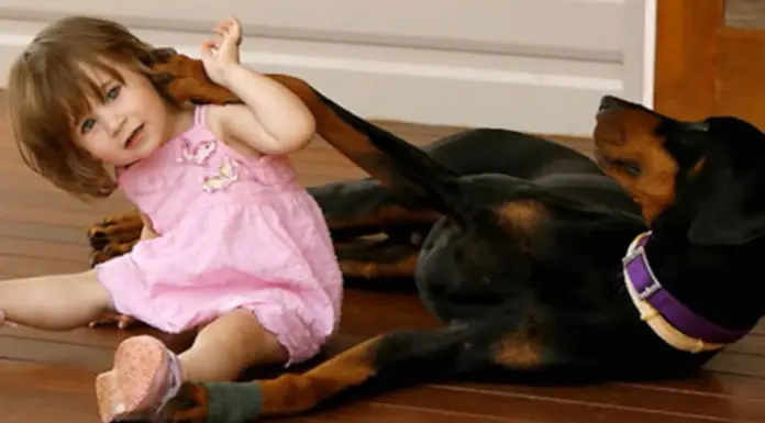 Newly rescued Doberman grabs 1-year-old girl by the diaper and tosses her over his shoulder – Parents realize he’s saving her life