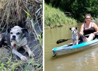 Kayakers discover 10-year-old dog who went missing on July 4 because of the fireworks