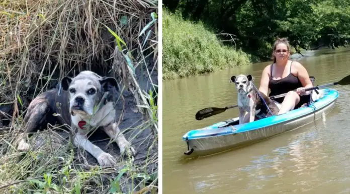 Kayakers discover 10-year-old dog who went missing on July 4 because of the fireworks