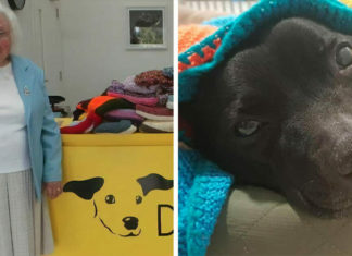 89-year-old woman has knitted over 450 cozy blankets for shelter dogs