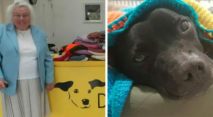 89-year-old woman has knitted over 450 cozy blankets for shelter dogs