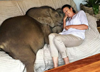 Baby elephant who was washed away in flood follows his rescuer wherever she goes