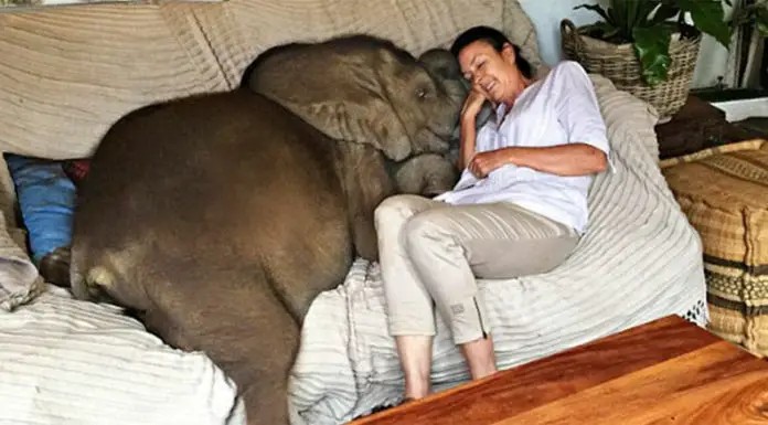 Baby elephant who was washed away in flood follows his rescuer wherever she goes