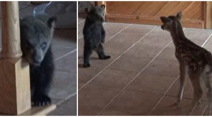Rescued bear cub tries standing on his hind legs to look bigger while meeting fawn friend