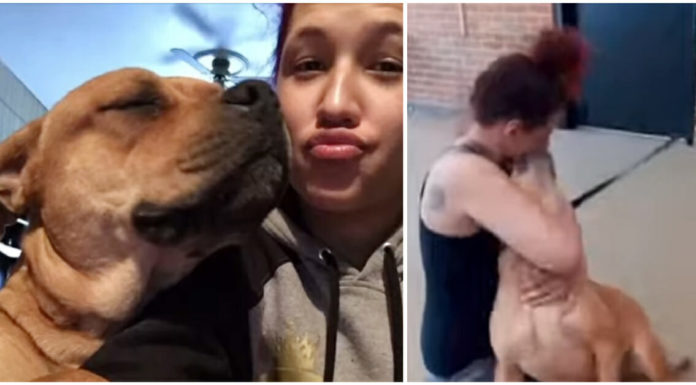 Woman checks shelter adoption site and finds her dog who ran away some two years ago