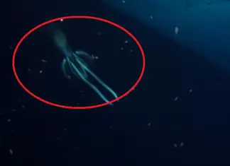 Mysterious sea creature ‘larger than a human’ captured on video