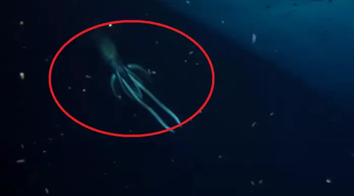 Mysterious sea creature ‘larger than a human’ captured on video