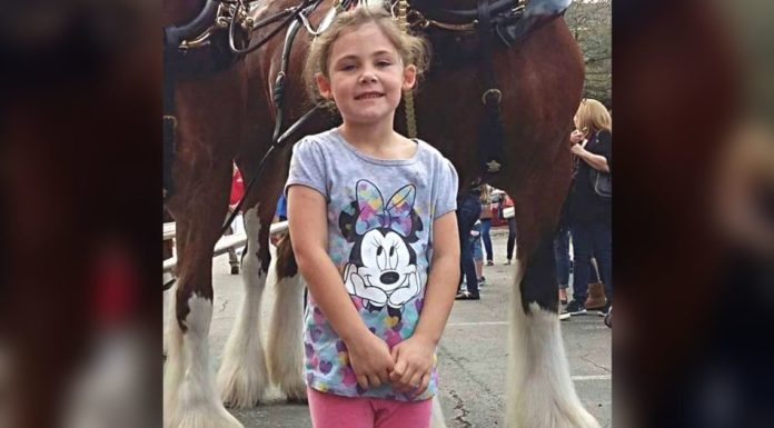 Little girl poses with Clydesdale but the photo turns out to be the ultimate photobomb