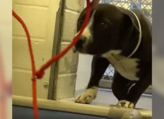 Overlooked shelter dog can’t hold back his gratitude when he realizes he’s getting adopted