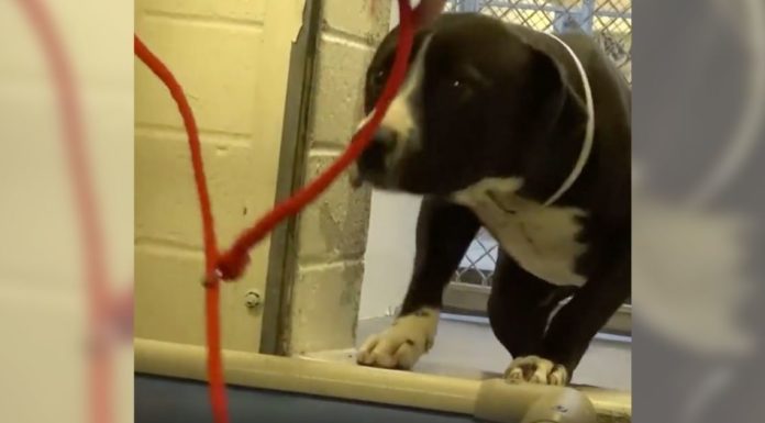 Overlooked shelter dog can’t hold back his gratitude when he realizes he’s getting adopted