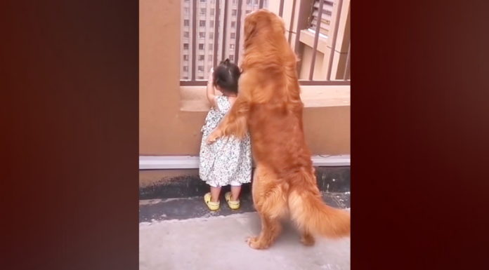 Golden Retriever is the ultimate babysitter to his human sister