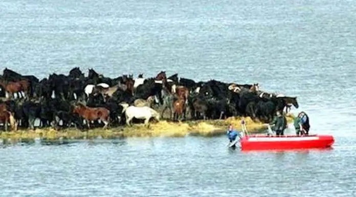 Rescuers fail to save 200 horses stranded on small land – then 7 women come up with an unexpected plan