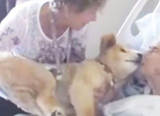 Dying woman holds 19-year old service dog close to her – In that moment, the dog knows just what to do
