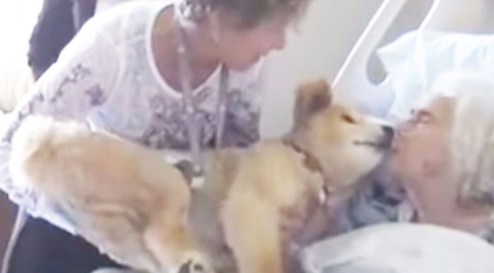 Dying woman holds 19-year old service dog close to her – In that moment, the dog knows just what to do