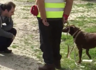 Depressed lost dog is alone at shelter for 2 years, then recognizes familiar scent