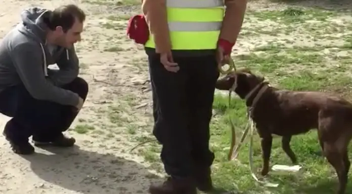 Depressed lost dog is alone at shelter for 2 years, then recognizes familiar scent