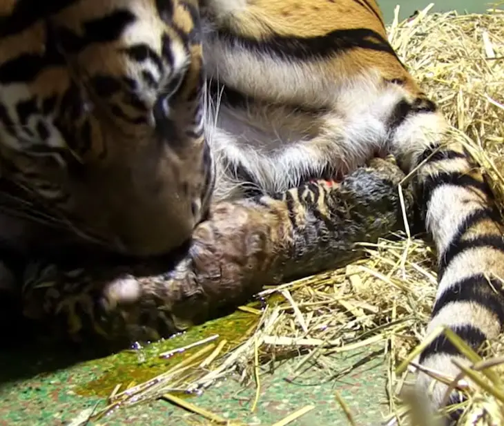 Tiger gives birth to a lifeless cub only to have caretakers astonished ...