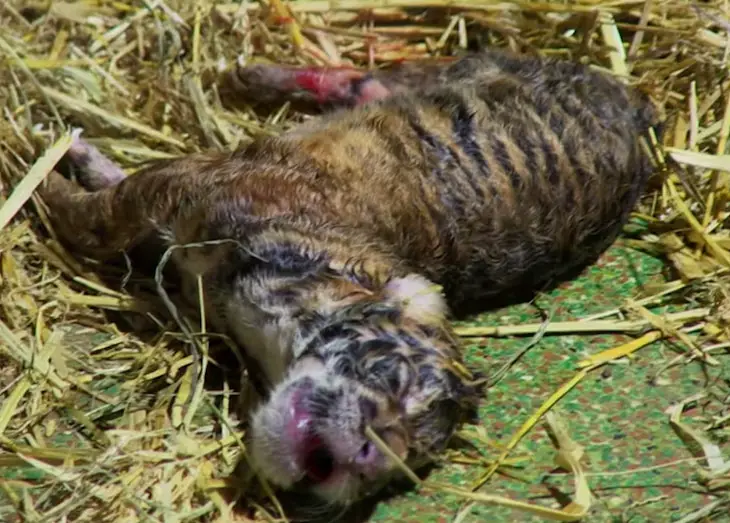 Tiger gives birth to lifeless twin cub – caretakers are astonished when ...