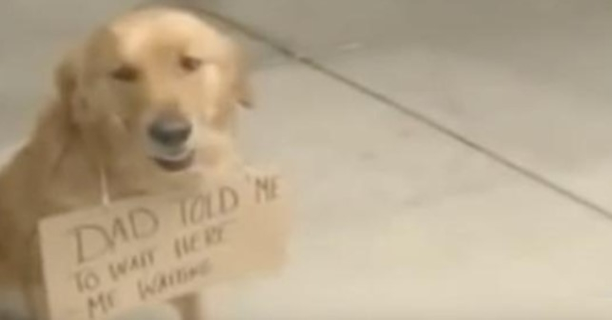 Dog seen outside of store with a sign around his neck