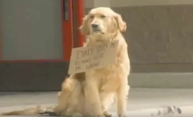 Dog seen outside of store with a sign around his neck