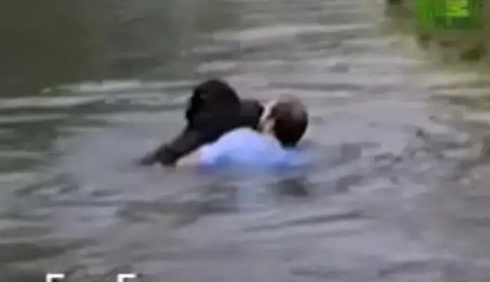 Truck driver jumped into forbidden zoo enclosure to rescue a drowning Chimp when no one else would