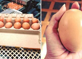 Farmer finds giant egg but what was inside was even more puzzling
