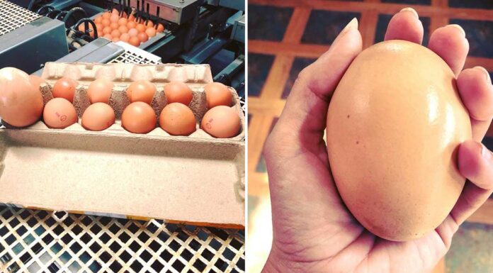 Farmer finds giant egg but what was inside was even more puzzling