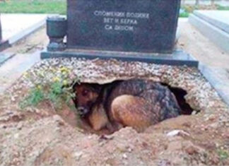 Dog refuses to leave grave – then a woman sneaks closer to find the truth