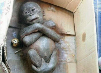 Newborn orangutan found ‘mummified’ inside a cardboard box shows incredible transformation