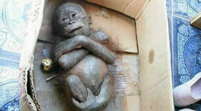 Newborn orangutan found ‘mummified’ inside a cardboard box shows incredible transformation
