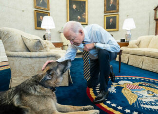 The Bidens have announced the death of Champ, their ‘adoring’ German Shepherd