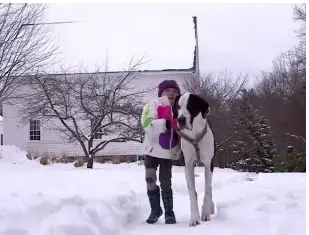 Giant service dog gives all for little girl with rare disorder so family thanks him with ‘best day ever’