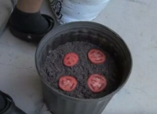 Stop buying tomatoes – Use these 4 smart methods to grow an endless supply