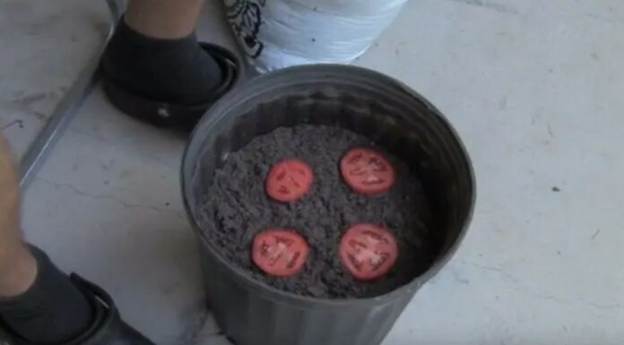 Stop buying tomatoes – Use these 4 smart methods to grow an endless supply