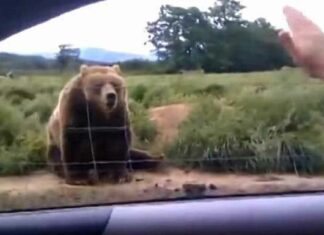 Woman waves to bear from her car – watch his unexpected response 1 second later