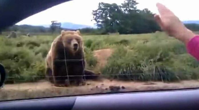 Woman waves to bear from her car – watch his unexpected response 1 second later