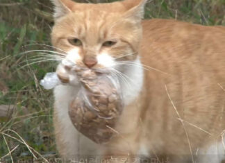 Stray cat refuses to eat unless food is in a bag: 1 day they follow her and discover her secret