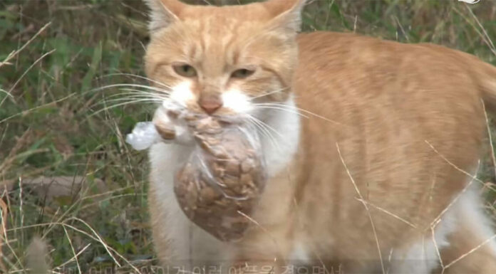 Stray cat refuses to eat unless food is in a bag: 1 day they follow her and discover her secret